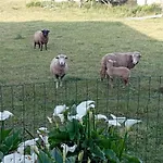 Quinta Dos Raposos- Portugal Landhuis Nazaré
